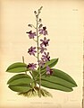 Phalaenopsis pulcherrima (as syn. Phalaenopsis esmeralda) Plate 321 in: R.Warner - B.S.Williams: The Orchid Album (1882-1897)