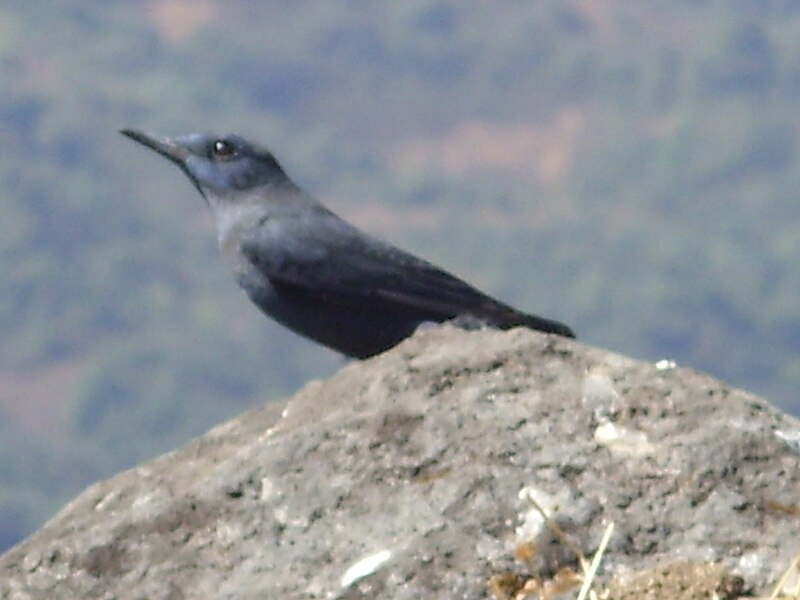 File:Rajgad 35.JPG