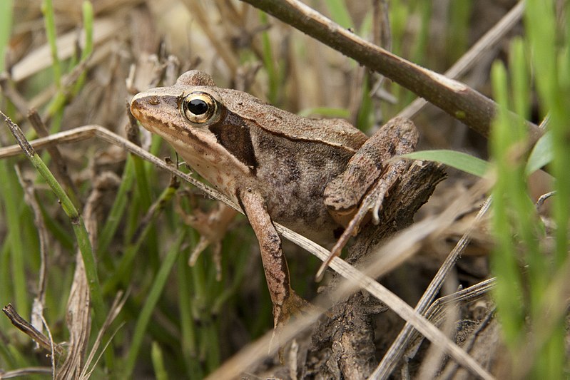 File:Rana japonica 02.jpg