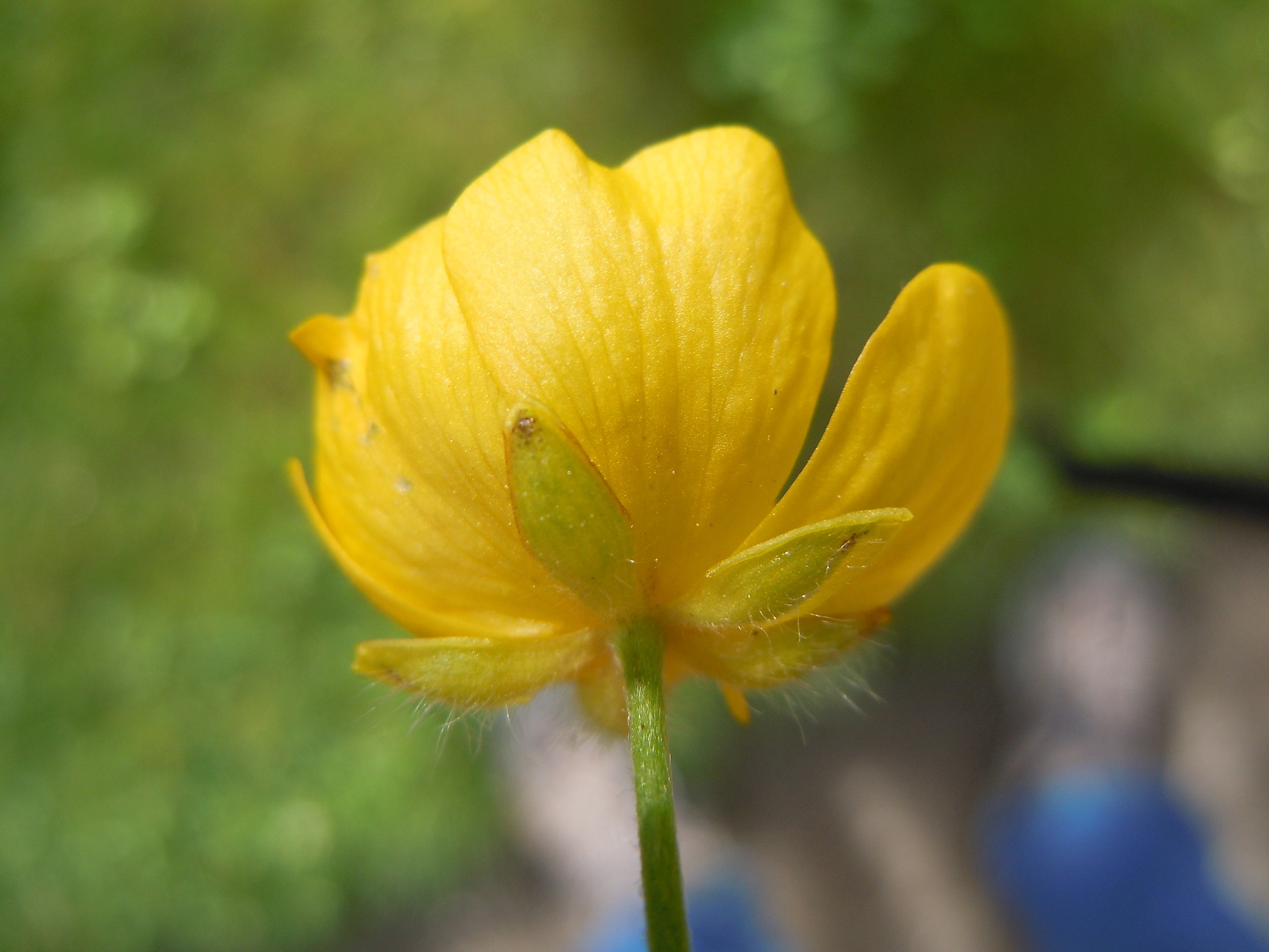 Ranunculus stevenii