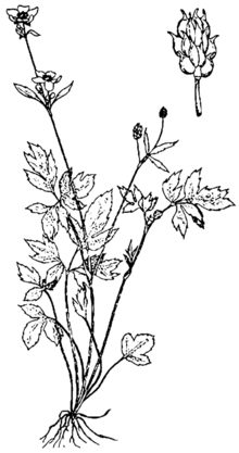 Ranunculus hispidus NRCS-3.png