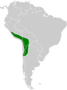 Recurvirostra andina map.svg