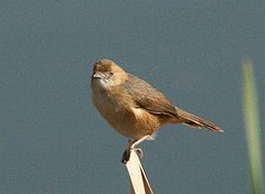 Description de l'image Red-faced Cisticola (Cisticola erythrops).jpg.