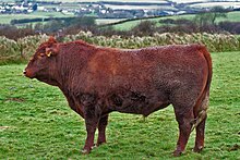 A thick-necked bull of a deep rich red colour
