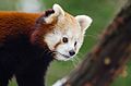 Red Panda (16365197275).jpg