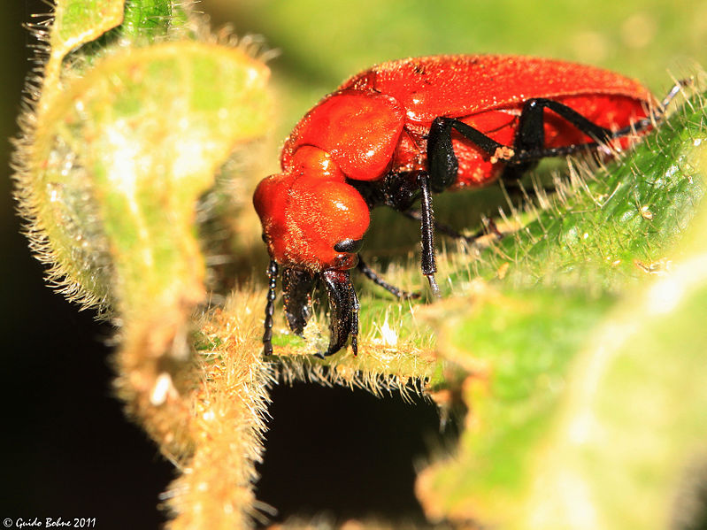 File:Red blister beetle from a Javan mountain rainforest (5355827573).jpg