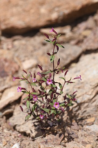 <i>Erythranthe rubella</i> Species of flowering plant