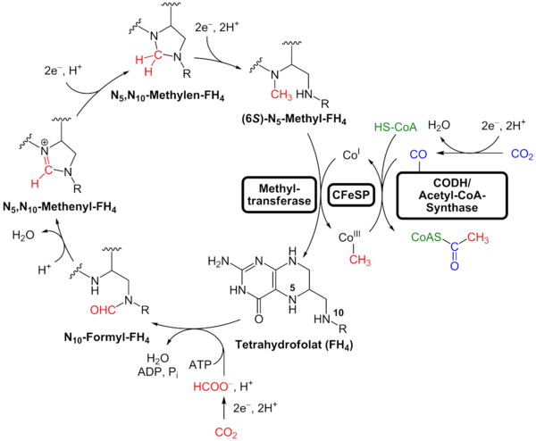 LUCA may have used the Wood–Ljungdahl or reductive acetyl–CoA pathway to fix carbon.
