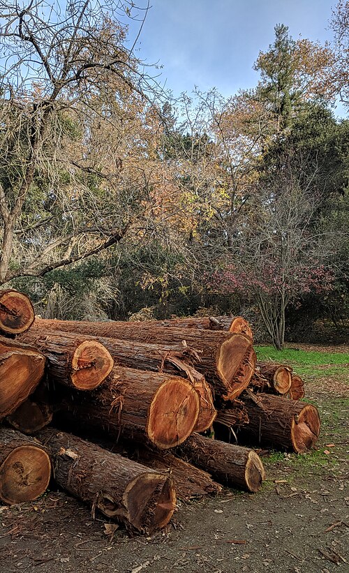 Dead and diseased trees in the Redwood Grove were cut down in 2017, to be milled on-site in 2018.