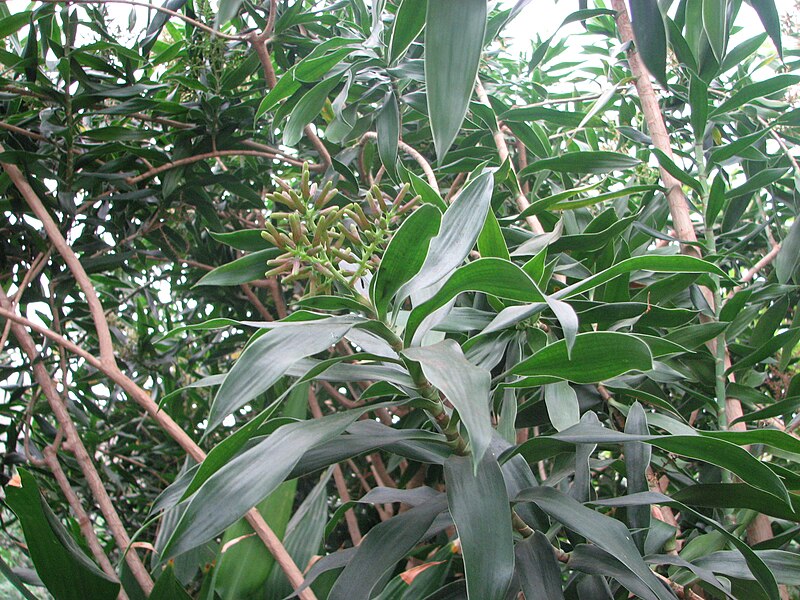 File:Reflex Dracaena.JPG