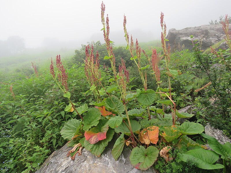 File:Rheum australe - Himalayan Rhubarb on way from Gangria to Valley of Flowers National Park - during LGFC - VOF 2019 (18).jpg