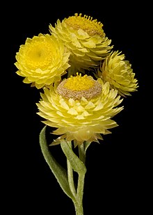 Rhodanthe citrina - Flickr - Kevin Thiele.jpg
