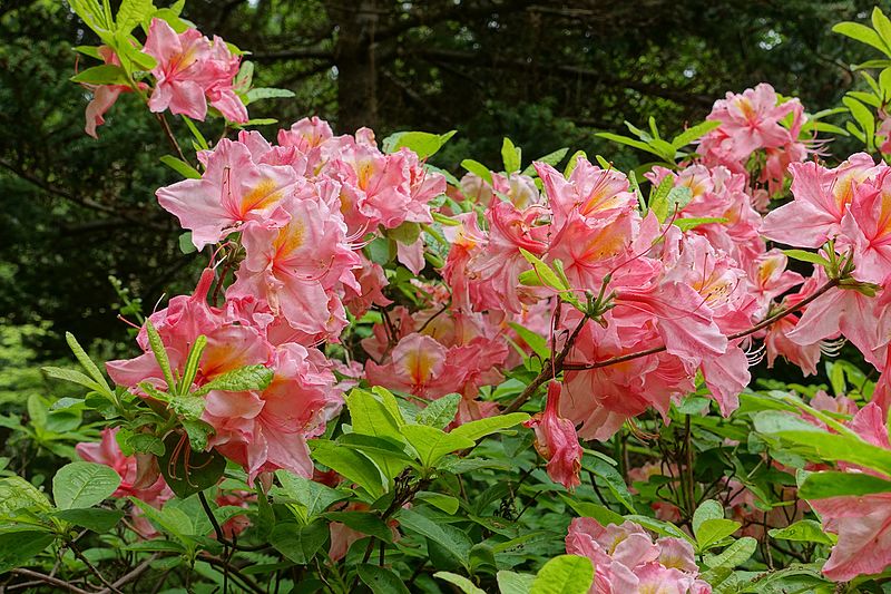 File:Rhododendron 'Cecile' - Hillier Gardens - Romsey, Hampshire, England - DSC04893.jpg