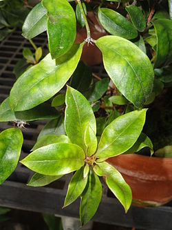 Rhododendron rarilepidotum - Lyman Plant House, Smith College - DSC04406.JPG