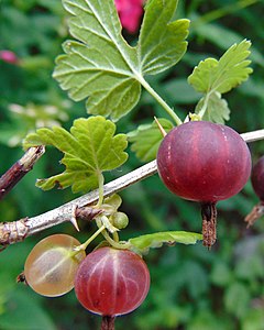 Похож на крыжовник. Крыжовник (ribes grossularia `Командор`). Крыжовник (ribes grossularia `салют`). Сорт крыжовника, Галатея. Крыжовник (ribes grossularia `Грушенька`).