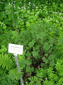 Ribes pallidiflorum - Берлинский ботанический сад - IMG 8662.JPG