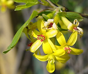 Gold currant (Ribes aureum), flowers