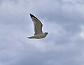 * Nomination Ring-Billed Gull --Fabian Roudra Baroi 03:56, 20 February 2023 (UTC) * Promotion  Support Good quality -- Johann Jaritz 05:19, 20 February 2023 (UTC)