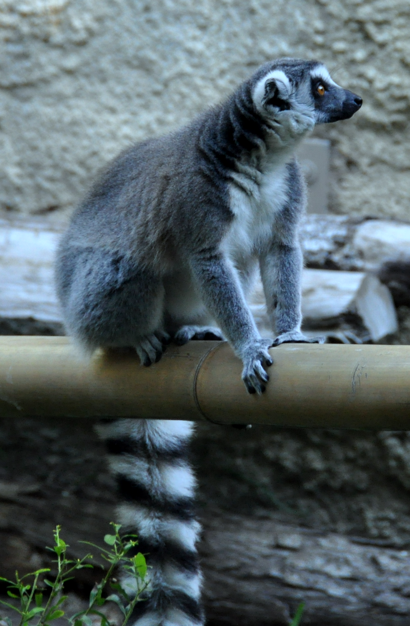 Endangered ring-tailed lemurs give birth at Woburn Safari Park | UK News |  Sky News