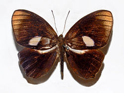 Riodinidae - Paralaxita telesia.JPG