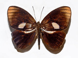 <i>Paralaxita telesia</i> species of insect