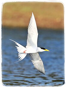 in flight River Tern at flight.jpg