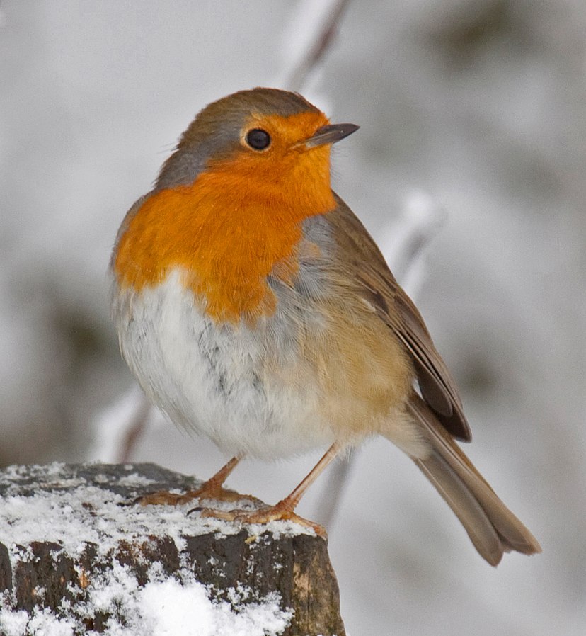 File:Robin in the snow 3 (4250400943).jpg