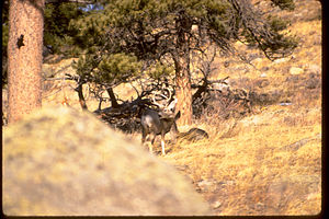 Rocky Mountain National Park ROMO9061.jpg