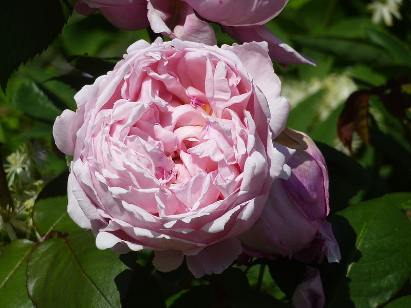 File:Rosa 'Brother Cadfael' (Rosaceae) flower.JPG