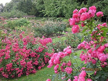 Algunas de las variedades de rosas.