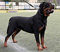 Un rottweiler: il suo peso è di 60 kg; è alto 69 cm; il suo carattere è all'erta ma affabile.