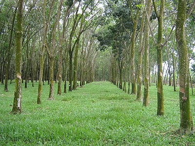 Rubberbomen in Maleisië