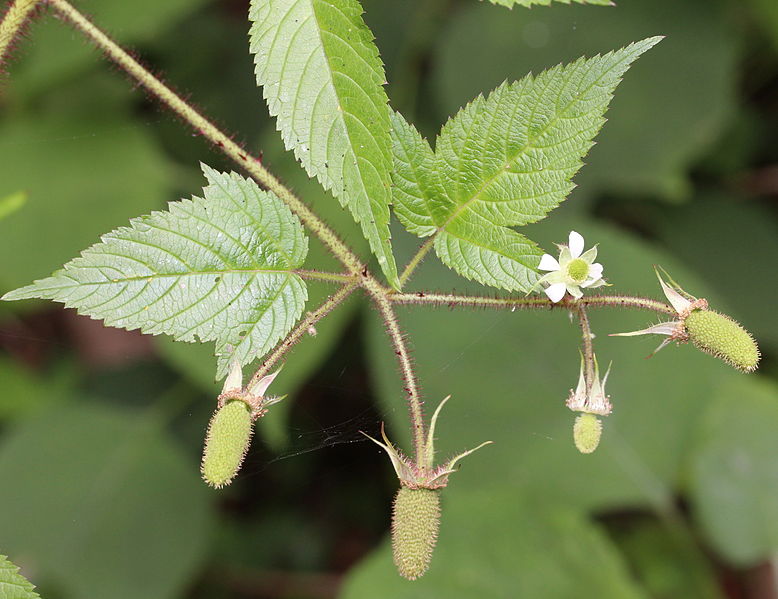 File:Rubus sumatranus young fruits.jpg