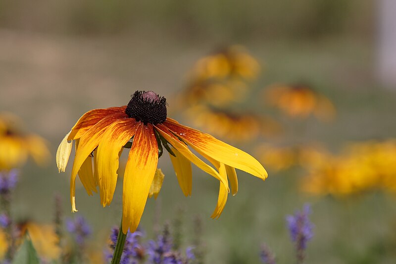 File:Rudbeckia.JPG