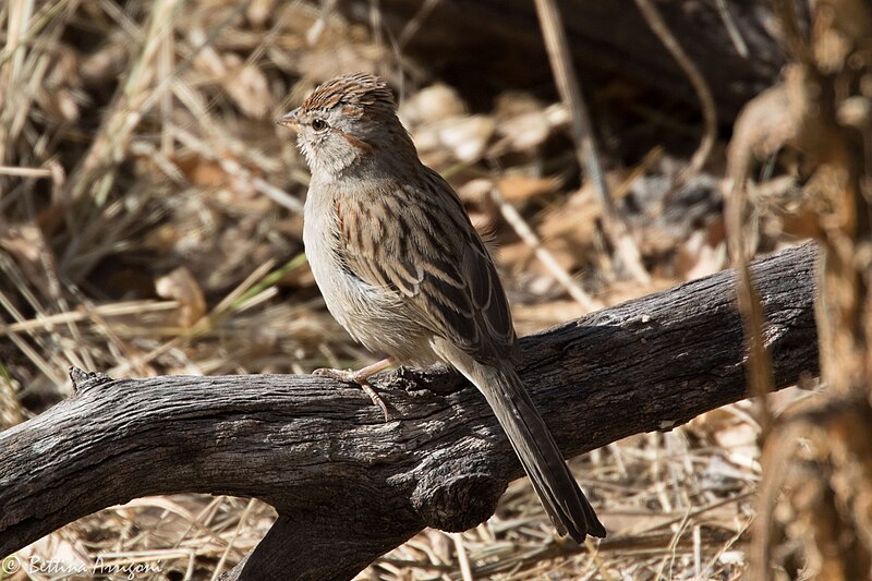 File:Rufous-winged Sparrow Santa Rita Lodge Madera Canyon AZ 2018-02-17 15-34-03 (40582563651).jpg