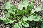 Rumex crispus15052006rosette.JPG