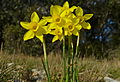 Rushleaf Jonquils (Narcissus assoanus) (8578880488).jpg