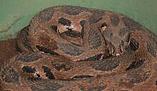 Serpente vipera a Pune