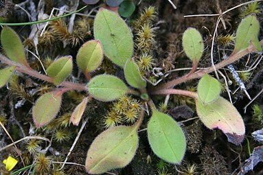 Rosette leaves