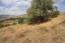 Saint Mamas Monastery in Salli 54.JPG