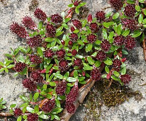 Описание изображения Salix hylematica (или S. lindleyana-fruticulosa) - Flickr - S. Rae.jpg.