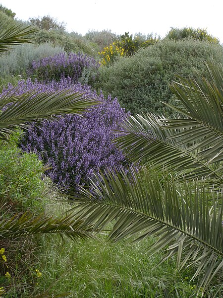 File:Salvia officinalis 6a.jpg