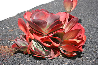 <i>Kalanchoe luciae</i> Species of plant in the genus Kalanchoe