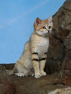 Sand cat Small wild cat