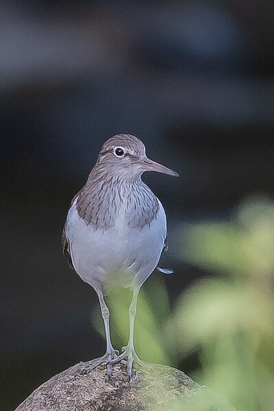 File:Sandpiper - Barbondale (51243287135).jpg