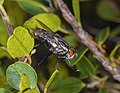 * Nomination Sarcophaga carnaria (Common Flesh Fly) --Christian Ferrer 04:59, 14 August 2015 (UTC) * Promotion Good quality. --Johann Jaritz 05:14, 14 August 2015 (UTC)