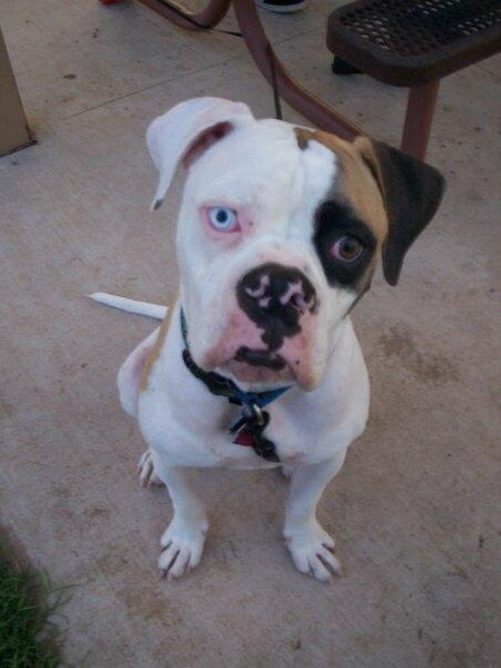 File:Sarge American Bulldog.jpg