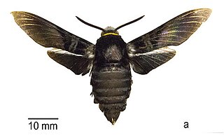 <i>Sataspes javanica</i> Species of moth