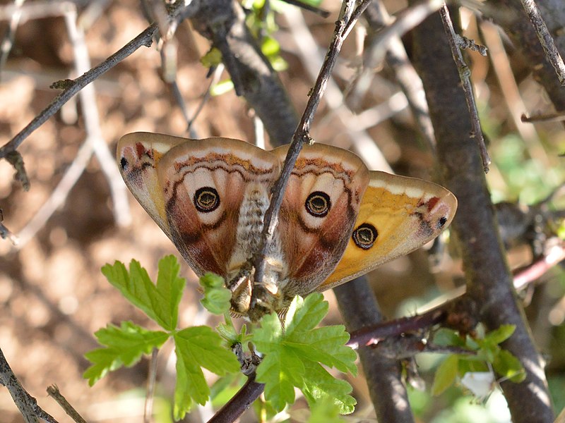 File:Saturnia pavoniella male, Trudovets, Bulgaria 05.jpg