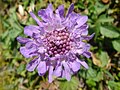 Scabiosa lucida